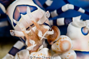 Harlequin Shrimp up close by Tony Cherbas 